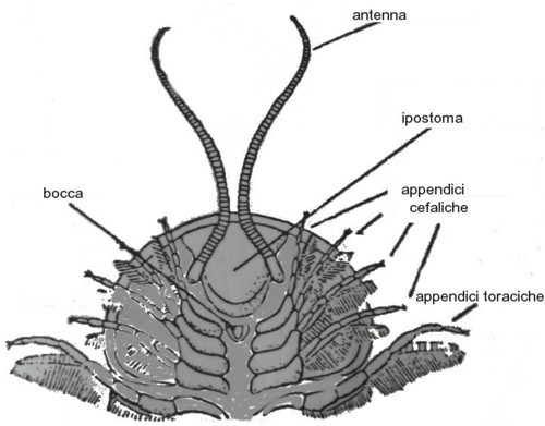 Trilobite anatomia